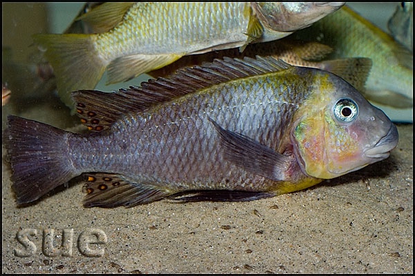 Petrochromis polyodon 'Cape Kachese'